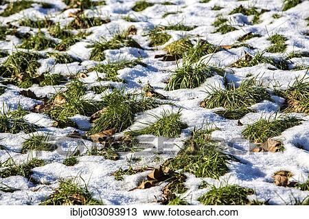 "Thaw, melting snow on a meadow, Germany, Europe" View Large Photo Image Stock Image - "Thaw, melting snow on a meadow, Germany, Europe". Fotosearch