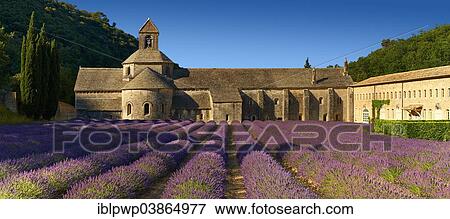 "The 12th century Romanesque Cistercian Abbey of Notre Dame of Senanque set amongst flowering lavender fields, near Gordes, Provence, France, Europe" View Large Photo Image Stock Photo - "The 12th century Romanesque Cistercian Abbey of Notre Dame of Senanque set amongst flowering lavender fields, near Gordes, Provence, France, Europe". Fotosearch