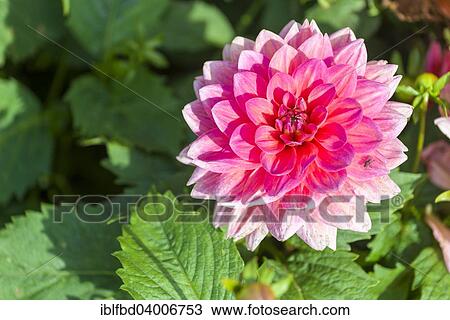 Stock Image - The blossom of a Dahlia 'Berliner Kleene'. Fotosearch