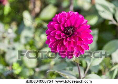 Picture - The blossom of a Dahlia 'Purple Flame'. Fotosearch