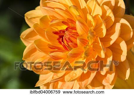 Stock Photo - The blossom of a Dahlia 'Rancho'. Fotosearch