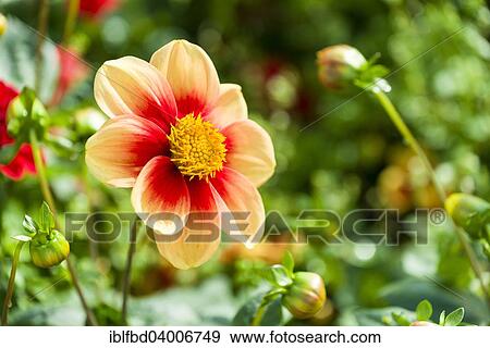 Stock Photo - The blossom of a Dahlia 'Schloss Reinbeck'. Fotosearch