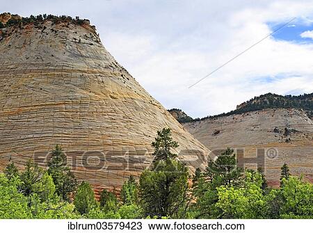 "The Checkerboard Mesa, checkerboard patterns created by the erosion of Navajo sandstone rocks, with pine trees at front, Zion National Park, Utah, United States, North America" View Large Photo Image Stock Image - "The Checkerboard Mesa, checkerboard patterns created by the erosion of Navajo sandstone rocks, with pine trees at front, Zion National Park, Utah, United States, North America". Fotosearch
