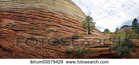 "The Checkerboard Mesa, checkerboard patterns created by the erosion of Navajo sandstone rocks, with pine trees growing on the rocks, Zion National Park, Utah, United States, North America" View Large Photo Image Stock Photo - "The Checkerboard Mesa, checkerboard patterns created by the erosion of Navajo sandstone rocks, with pine trees growing on the rocks, Zion National Park, Utah, United States, North America". Fotosearch