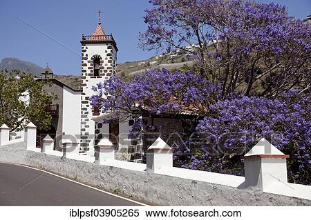 "The church Nuestra Senora de las Angustias and a Blue Jacaranda tree (Jacaranda mimosifolia) with purple flowers, near Puerto de Tazacorte, La Palma, Canary Islands, Spain, Europe" View Large Photo Image Stock Photography - "The church Nuestra Senora de las Angustias and a Blue Jacaranda tree (Jacaranda mimosifolia) with purple flowers, near Puerto de Tazacorte, La Palma, Canary Islands, Spain, Europe". Fotosearch