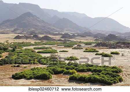 "The dry river bed of the Ugab river, Brandberg mountain at the back, Damaraland, Namibia, Africa" View Large Photo Image Stock Image - "The dry river bed of the Ugab river, Brandberg mountain at the back, Damaraland, Namibia, Africa". Fotosearch