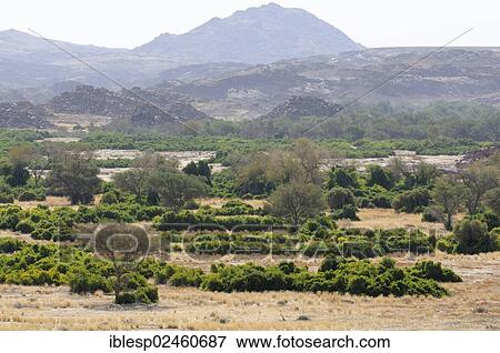 Stock Photo - "The dry river bed of the Ugab river, Damaraland, Namibia, Africa". Fotosearch