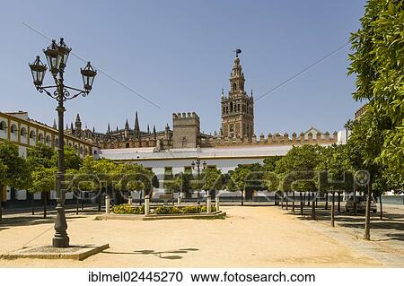 "The Giralda, La Giralda, of The Cathedral of Saint Mary of the See, Catedral de Santa Maria de la Sede, Seville Cathedral, from Plaza Patio de Banderas, Alcazar of Sevilla, The Barrio de Santa Cruz, Seville, Sevilla, Andalusia, Spain, Europe" View Large Photo Image Stock Image - "The Giralda, La Giralda, of The Cathedral of Saint Mary of the See, Catedral de Santa Maria de la Sede, Seville Cathedral, from Plaza Patio de Banderas, Alcazar of Sevilla, The Barrio de Santa Cruz, Seville, Sevilla, Andalusia, Spain, Europe". Fotosearch