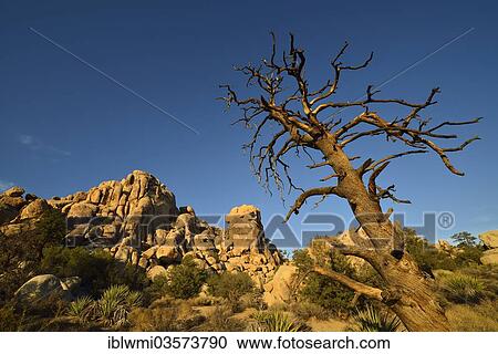 "The Great Burrito, a monzogranit rock formation, Hidden Valley, Joshua Tree National Park, Mojave Desert, California, United States, North America" View Large Photo Image Stock Image - "The Great Burrito, a monzogranit rock formation, Hidden Valley, Joshua Tree National Park, Mojave Desert, California, United States, North America". Fotosearch