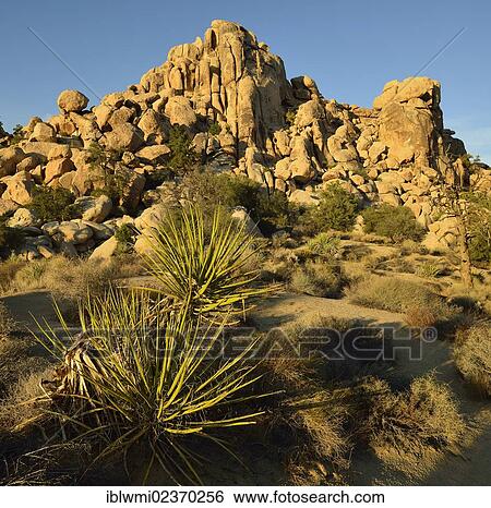 "The Great Burrito, a monzogranite rock formation, Hidden Valley, Joshua Tree National Park, Mojave Desert, California, Southwest, United States of America, USA" View Large Photo Image Stock Photograph - "The Great Burrito, a monzogranite rock formation, Hidden Valley, Joshua Tree National Park, Mojave Desert, California, Southwest, United States of America, USA". Fotosearch