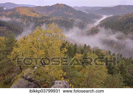"The Kirnitzschtal in fog in autumn, Elbe Sandstone Mountains, Saxon Switzerland, Bad Schandau, Saxony, Germany, Europe" View Large Photo Image Stock Image - "The Kirnitzschtal in fog in autumn, Elbe Sandstone Mountains, Saxon Switzerland, Bad Schandau, Saxony, Germany, Europe". Fotosearch