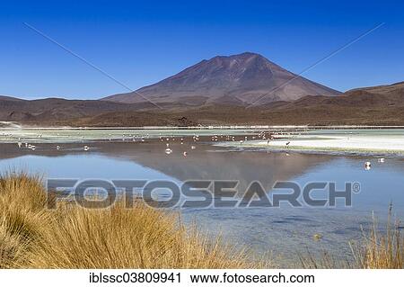 "The lake Laguna Hedionda, Potosi Department, Altiplano, Andean Plateau, Andes, Bolivia, South America" View Large Photo Image Stock Image - "The lake Laguna Hedionda, Potosi Department, Altiplano, Andean Plateau, Andes, Bolivia, South America". Fotosearch