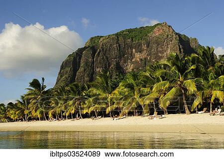 "The Le Mont Brabant mountain rising behind palm trees on the sandy beach, Le Morne Beach, La Gaulette, Mauritius, Africa" View Large Photo Image Stock Photo - "The Le Mont Brabant mountain rising behind palm trees on the sandy beach, Le Morne Beach, La Gaulette, Mauritius, Africa". Fotosearch