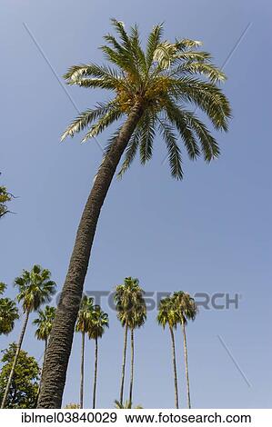 "The Maria Luisa Park, Parque de Maria Luisa, Seville, Andalusia, Spain, Europe" View Large Photo Image Stock Photo - "The Maria Luisa Park, Parque de Maria Luisa, Seville, Andalusia, Spain, Europe". Fotosearch