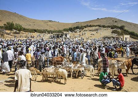 "The Monday animal market of Keren, Eritrea, Africa" View Large Photo Image Picture - "The Monday animal market of Keren, Eritrea, Africa". Fotosearch