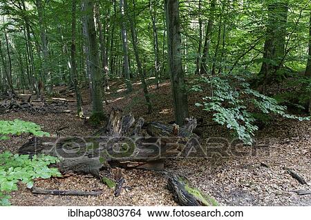 Picture - "The original coastal edge of the Altdarss, unspoilt Darsswald forest, Darss, Western Pomerania Lagoon Area National Park, Mecklenburg-Vorpommern, Germany, Europe". Fotosearch
