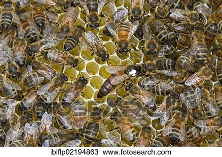 "The queen bee marked with a white dot is laying eggs in queen cups, a virgin queen will develop from a fertilized egg" View Large Photo Image Stock Image - "The queen bee marked with a white dot is laying eggs in queen cups, a virgin queen will develop from a fertilized egg". Fotosearch