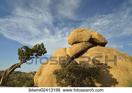 The Rabbit, a monzogranite rock formation, Utah Juniper (Juniperus osteosperma), Jumbo Rocks, Joshua Tree National Park, Mojave Desert, California, Southwest, United States of America, USA View Large Photo Image Stock Photo - The Rabbit, a monzogranite rock formation, Utah Juniper (Juniperus osteosperma), Jumbo Rocks, Joshua Tree National Park, Mojave Desert, California, Southwest, United States of America, USA. Fotosearch