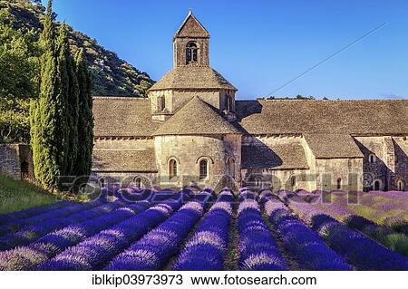 Stock Image - "The Romanesque Cistercian Abbey of Notre Dame of Senanque, amongst flowering lavender fields, near Gordes, Provence, France, Europe". Fotosearch