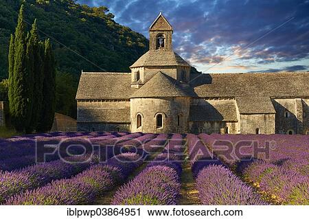 "The Romanesque Cistercian Abbey of Notre Dame of Senanque, 1148, set amongst flowering lavender fields, near Gordes, Provence, France, Europe" View Large Photo Image Stock Image - "The Romanesque Cistercian Abbey of Notre Dame of Senanque, 1148, set amongst flowering lavender fields, near Gordes, Provence, France, Europe". Fotosearch