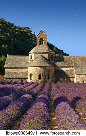 Stock Image - "The Romanesque Cistercian Abbey of Notre Dame of Senanque, 1148, set amongst flowering lavender fields, near Gordes, Provence, France, Europe". Fotosearch
