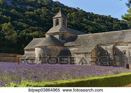 "The Romanesque Cistercian Abbey of Notre Dame of Senanque, 1148, set amongst flowering lavender fields, near Gordes, Provence, France, Europe" View Large Photo Image Stock Photography - "The Romanesque Cistercian Abbey of Notre Dame of Senanque, 1148, set amongst flowering lavender fields, near Gordes, Provence, France, Europe". Fotosearch