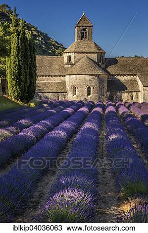 "The Romanesque Cistercian Senanque Abbey, amongst flowering lavender fields, near Gordes, Provence, France, Europe" View Large Photo Image Stock Image - "The Romanesque Cistercian Senanque Abbey, amongst flowering lavender fields, near Gordes, Provence, France, Europe". Fotosearch