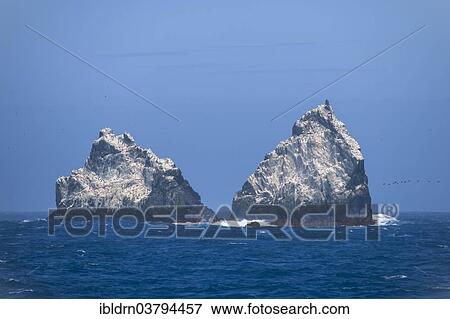 Stock Photo - "The Shag Rocks, group of islands in the South Atlantic Ocean, South Georgia and the South Sandwich Islands, United Kingdom, Antarctica". Fotosearch