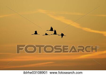 Stock Image - "The silhouette of a flock of cranes (Grus grus) in flight at sunrise, Tiste Bauernmoor, Tiste, Lower Saxony, Germany, Europe". Fotosearch