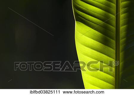 "The sun is shining through a green leaf of a banana plant (Musa acuminata) in a plantation between the ruins of the former Vijayanagara Empire, Hampi, Karnataka, India, Asia" View Large Photo Image Stock Image - "The sun is shining through a green leaf of a banana plant (Musa acuminata) in a plantation between the ruins of the former Vijayanagara Empire, Hampi, Karnataka, India, Asia". Fotosearch