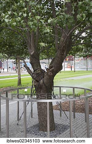 Stock Image - "The Survivor Tree at the 9-11 Memorial; the Callery pear (Pyrus calleryana) was damaged but survived the September 11, 2001 destruction of the World Trade Center, New York, NY, USA". Fotosearch