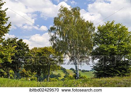 "The town of Thermalbad Wiesenbad as seen from Freiberger Strasse, Ore Mountains, Saxony, Germany, Europe" View Large Photo Image Stock Image - "The town of Thermalbad Wiesenbad as seen from Freiberger Strasse, Ore Mountains, Saxony, Germany, Europe". Fotosearch
