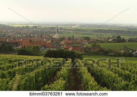 Stock Image - "The village of Maikammer, vineyard at front, Maikammer, Rhineland-Palatinate, Germany, Europe". Fotosearch