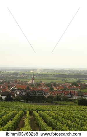 "The village of Maikammer, vineyard at front, Maikammer, Rhineland-Palatinate, Germany, Europe" View Large Photo Image Stock Photo - "The village of Maikammer, vineyard at front, Maikammer, Rhineland-Palatinate, Germany, Europe". Fotosearch