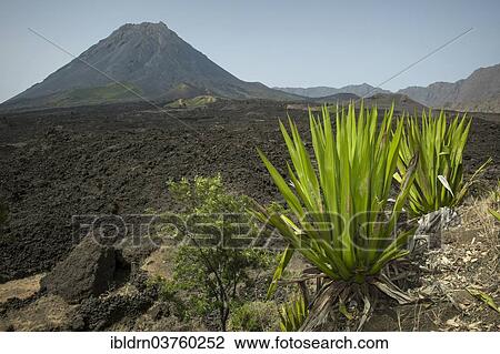 "The volcano Pico do Fogo, Fogo National Park, Fogo island, Cape Verde, Africa" View Large Photo Image Stock Image - "The volcano Pico do Fogo, Fogo National Park, Fogo island, Cape Verde, Africa". Fotosearch