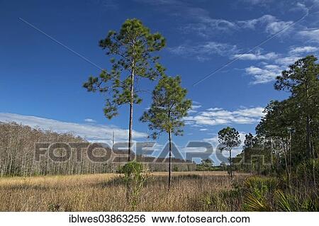 Stock Photograph - "The wet prairie area of the National Audubon Society's Corkscrew Swamp Sanctuary, Naples, Florida, United States, North America". Fotosearch