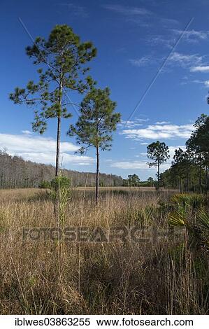 "The wet prairie area of the National Audubon Society's Corkscrew Swamp Sanctuary, Naples, Florida, United States, North America" View Large Photo Image Stock Photography - "The wet prairie area of the National Audubon Society's Corkscrew Swamp Sanctuary, Naples, Florida, United States, North America". Fotosearch