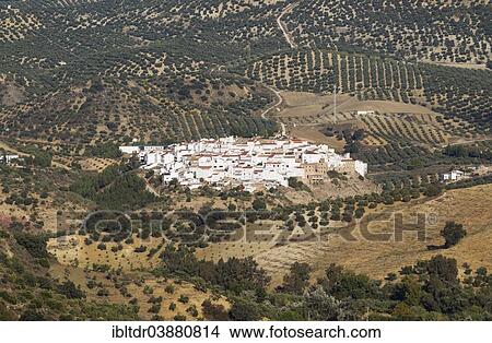 "The White Town of Torre Alhaquime, surrounded by olive groves, Cadiz province, Andalusia, Spain, Europe" View Large Photo Image Picture - "The White Town of Torre Alhaquime, surrounded by olive groves, Cadiz province, Andalusia, Spain, Europe". Fotosearch