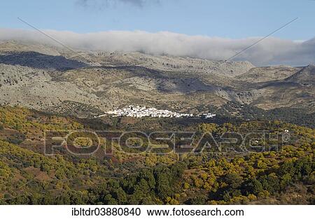 "The white village of Cartajima above the Genal river valley with its Sweet Chestnut trees (Castanea sativa) in autumn, Serrania de Ronda, Malaga province, Andalusia, Spain, Europe" View Large Photo Image Stock Image - "The white village of Cartajima above the Genal river valley with its Sweet Chestnut trees (Castanea sativa) in autumn, Serrania de Ronda, Malaga province, Andalusia, Spain, Europe". Fotosearch