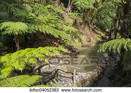 "Thermal basin, Caldeira Velha, Sao Miguel, Azores, Portugal, Europe" View Large Photo Image Stock Image - "Thermal basin, Caldeira Velha, Sao Miguel, Azores, Portugal, Europe". Fotosearch