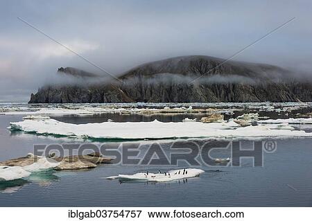 "Thick-billed Murres or Bruennich's Guillemots (Uria lomvia) on ice floes off Wrangel Island, UNESCO World Heritage Site, Wrangel Island, Far Eastern Federal District, Russia, Europe" View Large Photo Image Stock Photo - "Thick-billed Murres or Bruennich's Guillemots (Uria lomvia) on ice floes off Wrangel Island, UNESCO World Heritage Site, Wrangel Island, Far Eastern Federal District, Russia, Europe". Fotosearch
