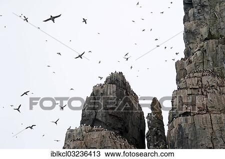 "Thick-billed Murres or Brunnich's Guillemots (Uria lomvia) on the bird cliffs of Alkefjellet, Hinlopenstretet, Spitsbergen Island, Svalbard Archipelago, Svalbard and Jan Mayen, Norway, Europe" View Large Photo Image Stock Image - "Thick-billed Murres or Brunnich's Guillemots (Uria lomvia) on the bird cliffs of Alkefjellet, Hinlopenstretet, Spitsbergen Island, Svalbard Archipelago, Svalbard and Jan Mayen, Norway, Europe". Fotosearch