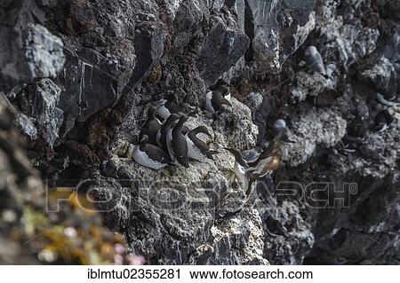 "Thick-billed murres (Uria lomvia), Cliffs of Saxholsbjarg, Snaefellsness peninsula, western Iceland, Iceland, Europe" View Large Photo Image Stock Image - "Thick-billed murres (Uria lomvia), Cliffs of Saxholsbjarg, Snaefellsness peninsula, western Iceland, Iceland, Europe". Fotosearch