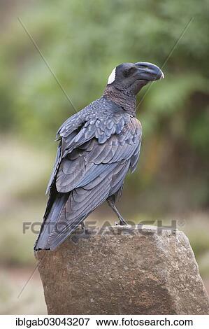 "Thick-billed Raven (Corvus crassirostris), Simien Mountains National Park, Amhara Region, Ethiopia, Africa" View Large Photo Image Stock Photo - "Thick-billed Raven (Corvus crassirostris), Simien Mountains National Park, Amhara Region, Ethiopia, Africa". Fotosearch