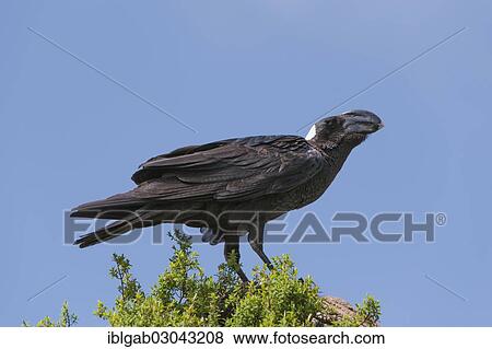 "Thick-billed Raven (Corvus crassirostris), Simien Mountains National Park, Amhara Region, Ethiopia, Africa" View Large Photo Image Stock Photo - "Thick-billed Raven (Corvus crassirostris), Simien Mountains National Park, Amhara Region, Ethiopia, Africa". Fotosearch
