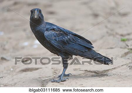 "Thick-billed Raven (Corvus crassirostris), Simien Mountains National Park, Amhara Region, Ethiopia, Africa" View Large Photo Image Stock Photography - "Thick-billed Raven (Corvus crassirostris), Simien Mountains National Park, Amhara Region, Ethiopia, Africa". Fotosearch