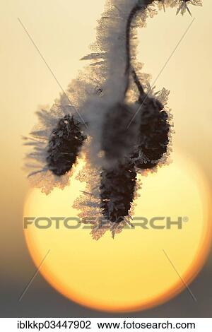 "Thick layer of ice crystals coating the fruit stand of an alder, in front of the rising sun, Uhyst, Saxony, Germany, Europe" View Large Photo Image Stock Image - "Thick layer of ice crystals coating the fruit stand of an alder, in front of the rising sun, Uhyst, Saxony, Germany, Europe". Fotosearch