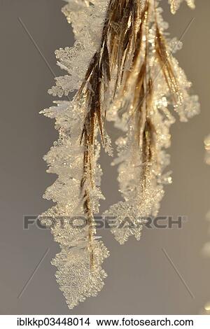 "Thick layer of ice crystals on dried grass, Uhyst, Saxony, Germany, Europe" View Large Photo Image Picture - "Thick layer of ice crystals on dried grass, Uhyst, Saxony, Germany, Europe". Fotosearch