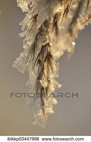 "Thick layer of ice crystals on dried grass, Uhyst, Saxony, Germany, Europe" View Large Photo Image Stock Photo - "Thick layer of ice crystals on dried grass, Uhyst, Saxony, Germany, Europe". Fotosearch