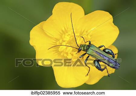 Stock Photography - "Thick-legged Flower Beetle (Oedemera nobilis), adult male, on buttercup flower, Ryton, Warwickshire, England, United Kingdom, Europe". Fotosearch